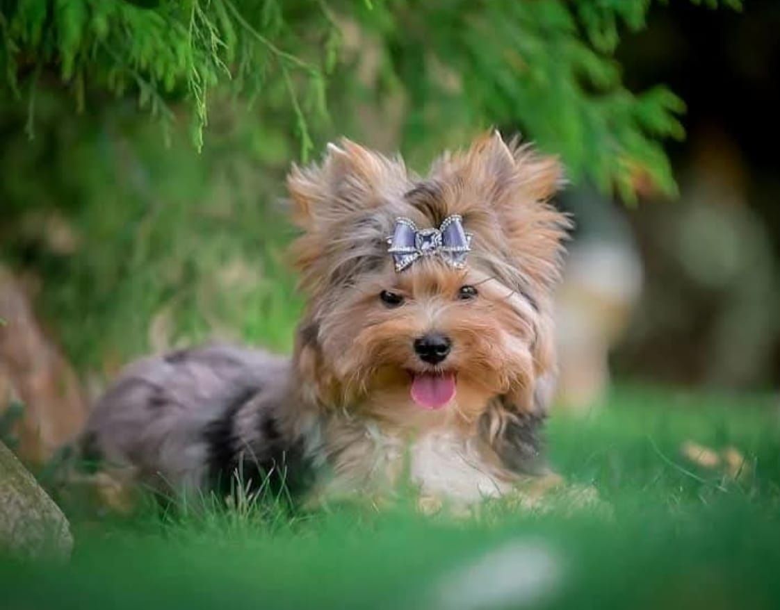 Yorkshire Terrier Merle