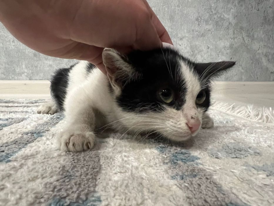 Ищем дом для котёнка