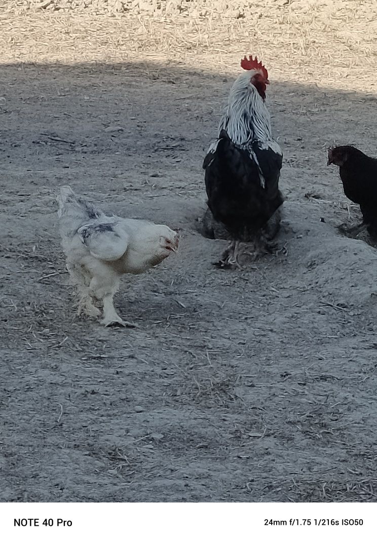 Brama tuxumlari sotiladi