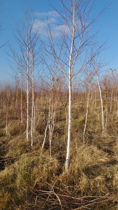 Саженцы все виды