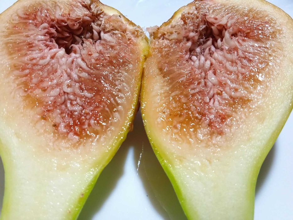 Smochin Francesca Uriaș Formă Pară în Ghiveci 60 - 90cm