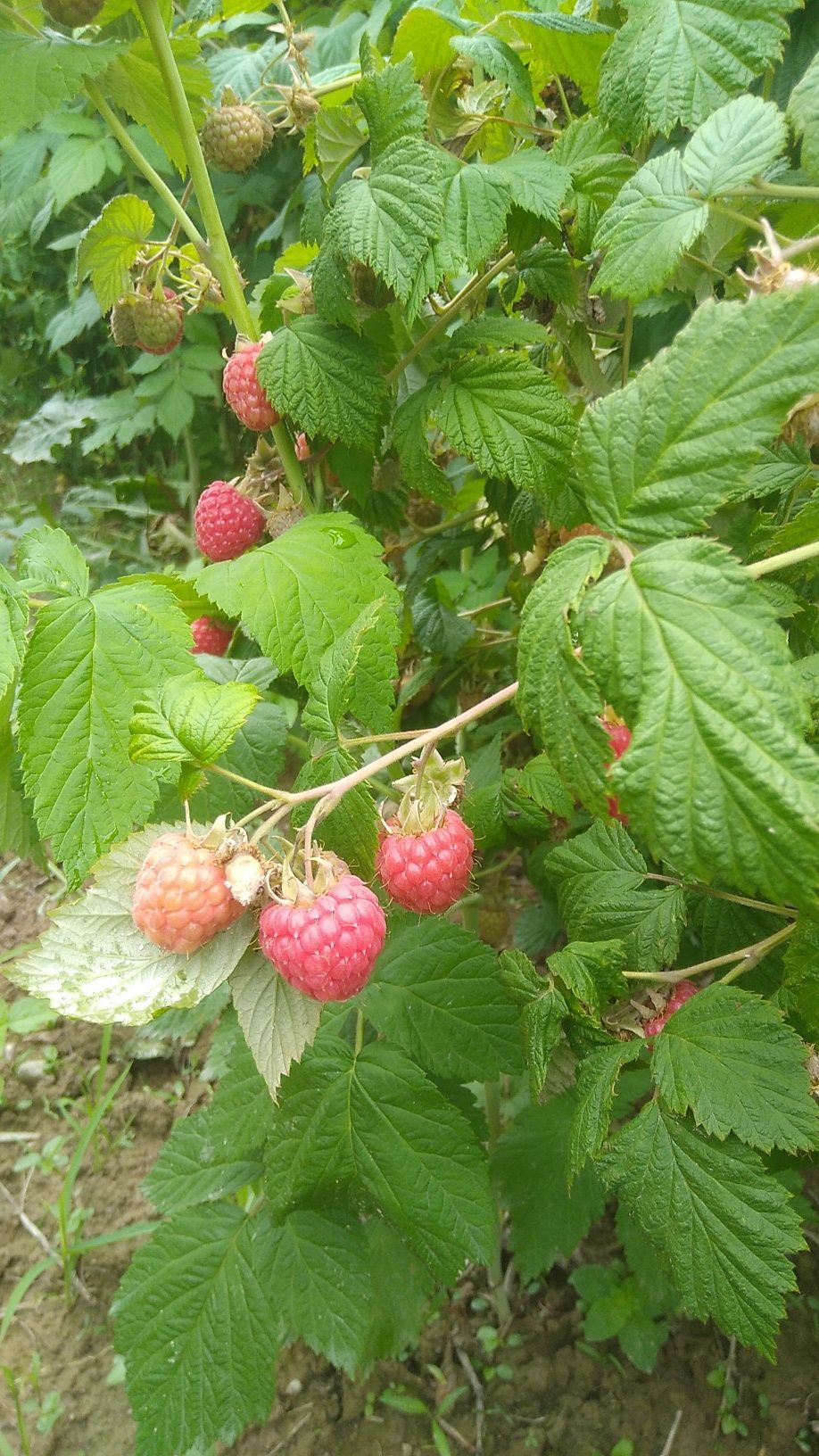 Zmeură bio fără stropiți chimice
