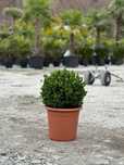 Plante Gata de Plantat – Rezistente și Estetice