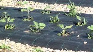 Folie Agrotextil.Densitate 100 gr/mp.Grosime 0.5 mm.Tratata UV.