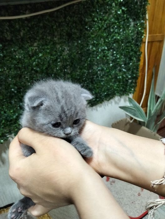 Катята шотланская