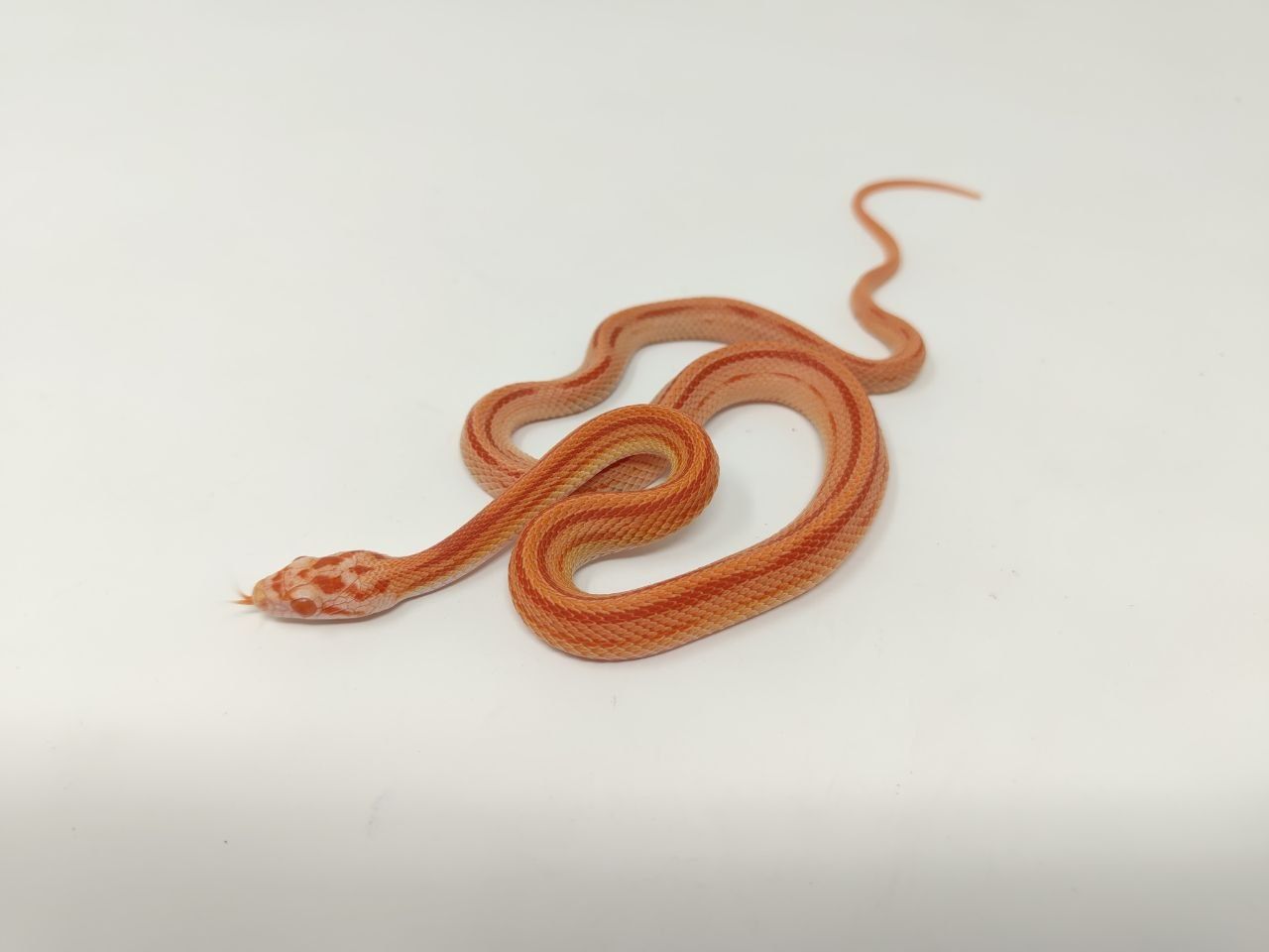 Царевичен Смок / Pantherophis guttatus