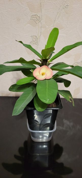 Молочай Миля продам