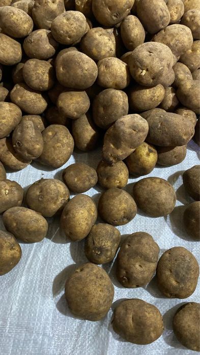 Картофель сорт Гала