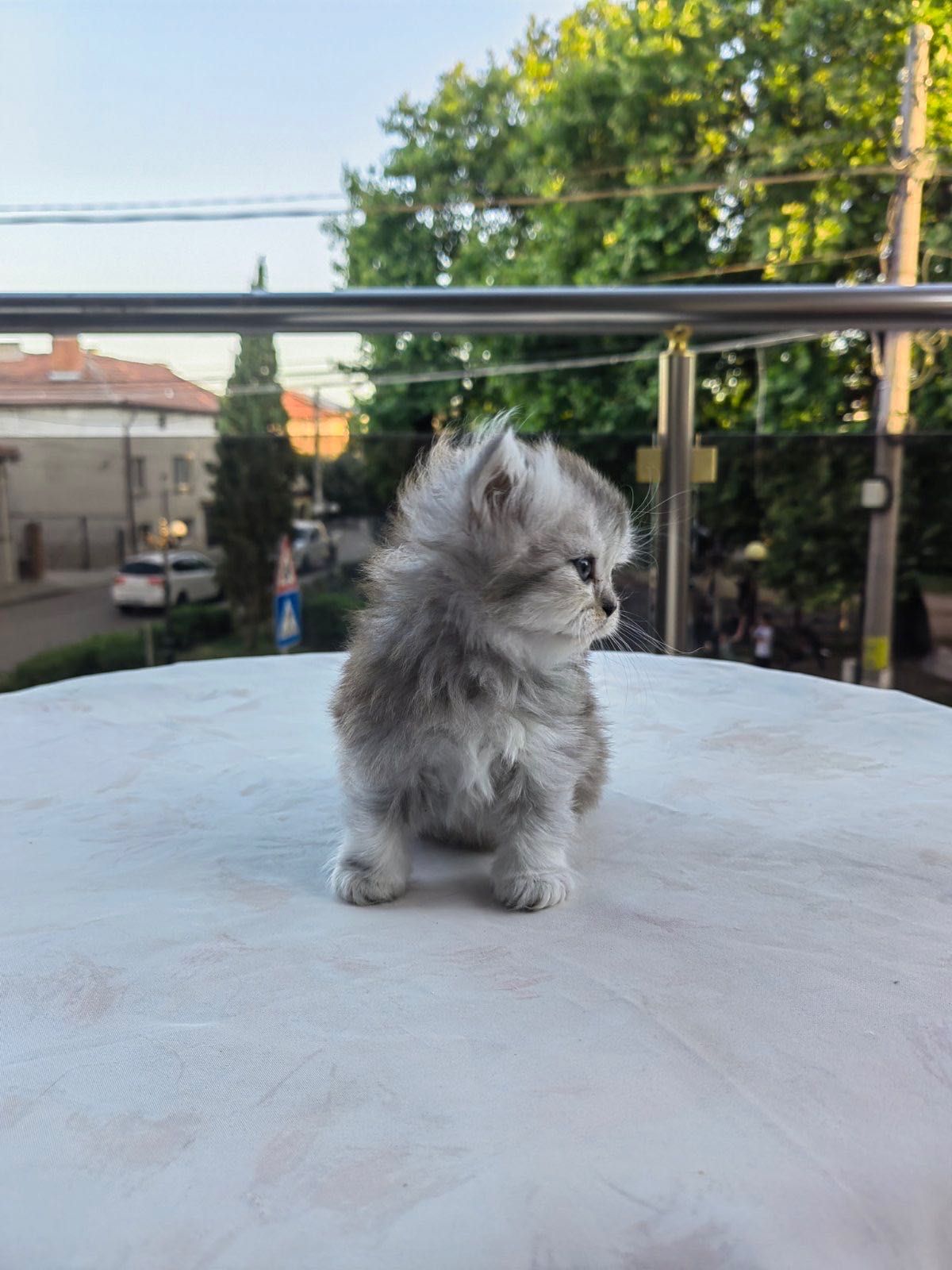 Британски котета