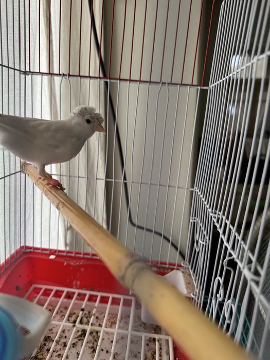 Kanareyka modalar sotiladi jami 3ta donasi 200 sirochni sotiladi