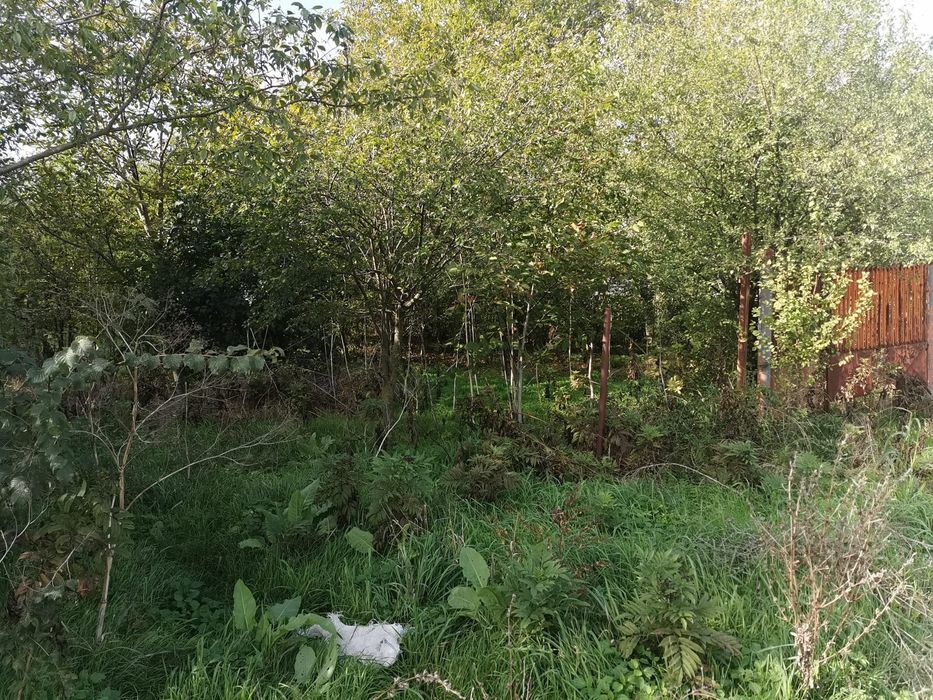 Teren intravilan comuna Dascalu Ilfov