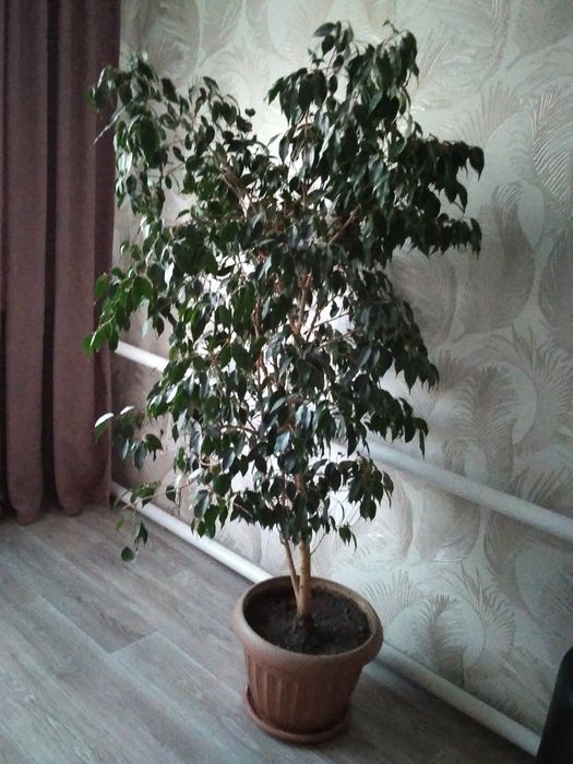 Продам цветок комнатный фикус бенджамина