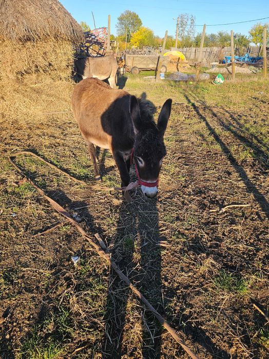 2 magarite 2000 lei amandoua