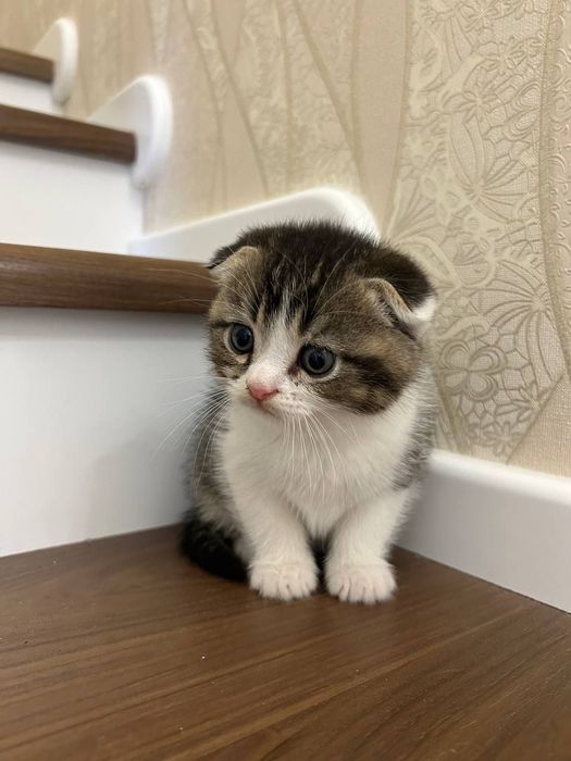 Вислоухие Шотландские котята