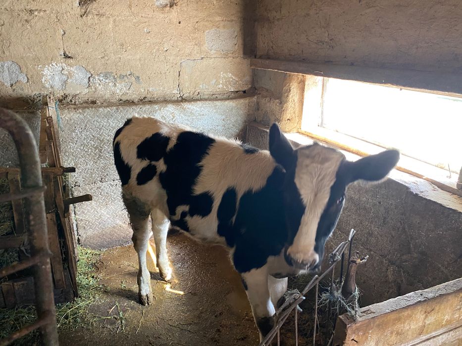 Vițică de vânzare