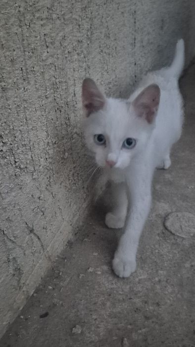 Отдам котят в хорошие  руки