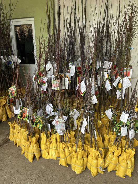 Vand pomi fructiferi ambalati