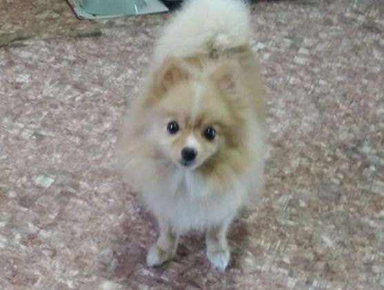 Собачка в добрыеруки