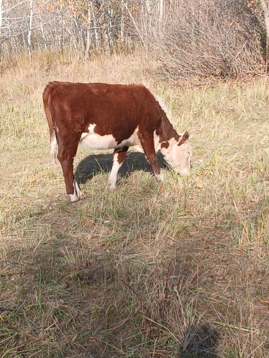 Ұрғашы подсос баспақтар