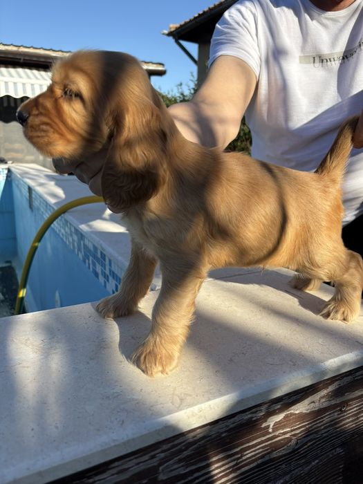 Чистокръвни Кокер Шпаньолчета момиче и момче