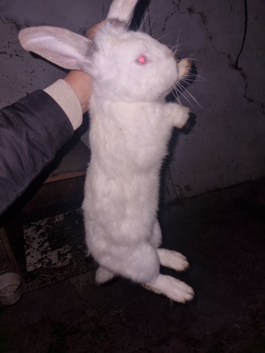 Кролики калефорня