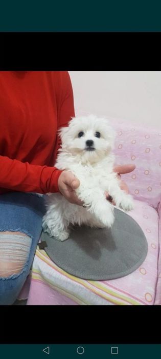 Bichon maltez băiețel mini toy