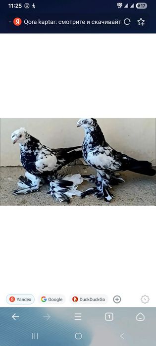 Qora kaptar original