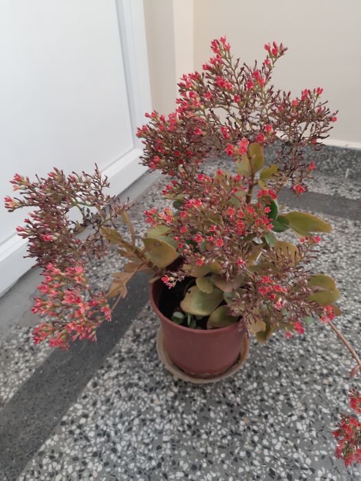 Каланхое - много лесно за отглеждане