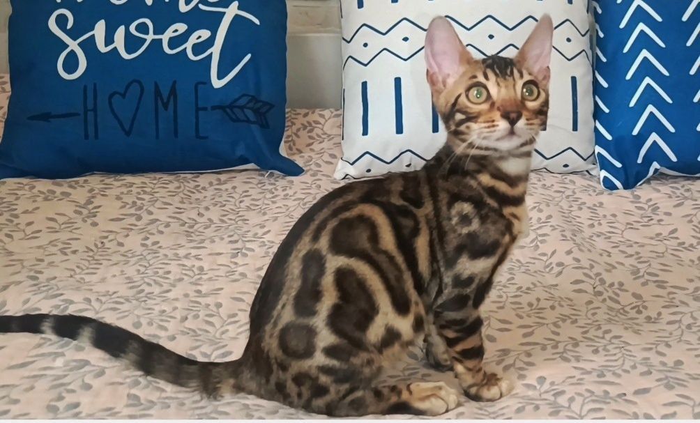 Бенгальские котята