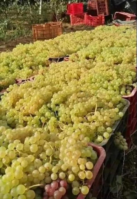 Struguri de vin livram la domiciliu transport gratuit avem toate soiur