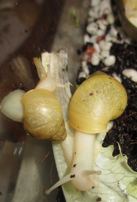 Гигантски Африкански охлюви