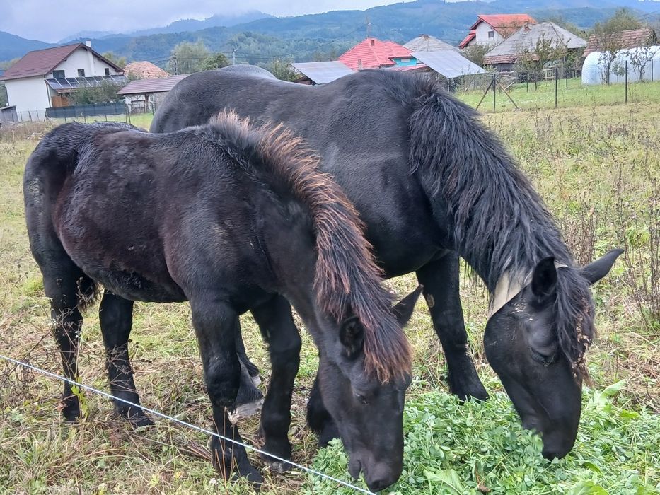 Vând  mnz  de 6 luni din cai ferate  frumoși