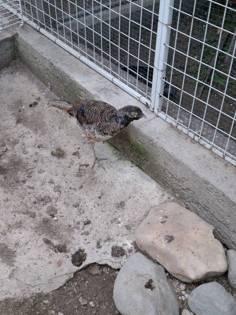 Fazanii arginti,galbeni și diamant
