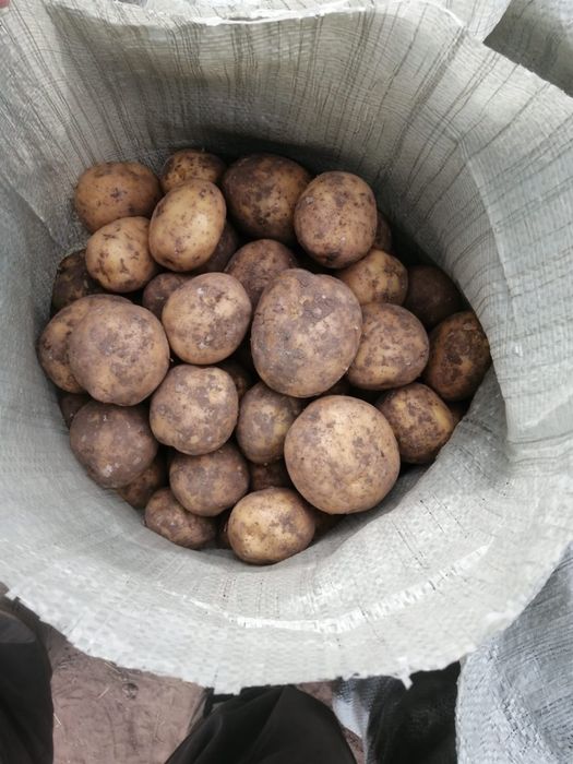Продается домашняя картошка