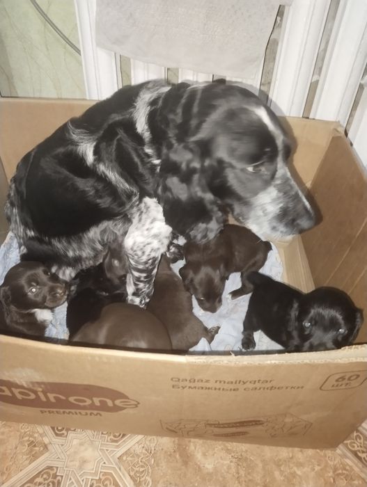 Продаются щенки русский кокер спаниель