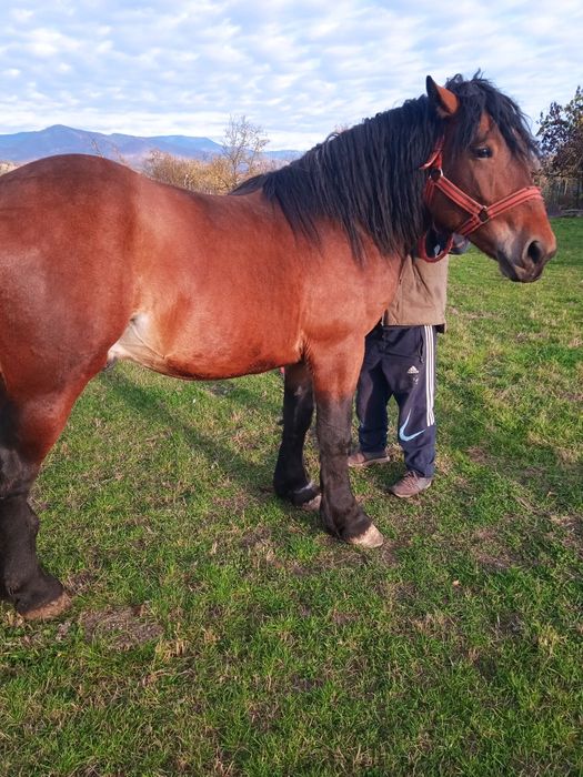 Vând mânz de doi ani și jumătate