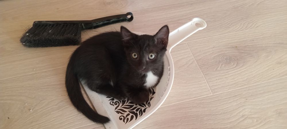 Домашние котята в добрые руки!:)