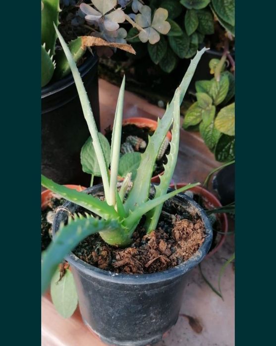 Aloe Vera în cantitate mare