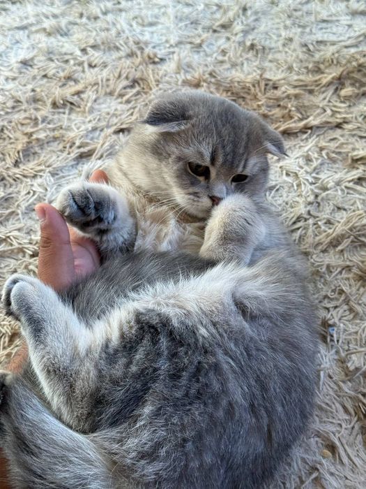 Срочно Продаётся Шотландских молодой парень