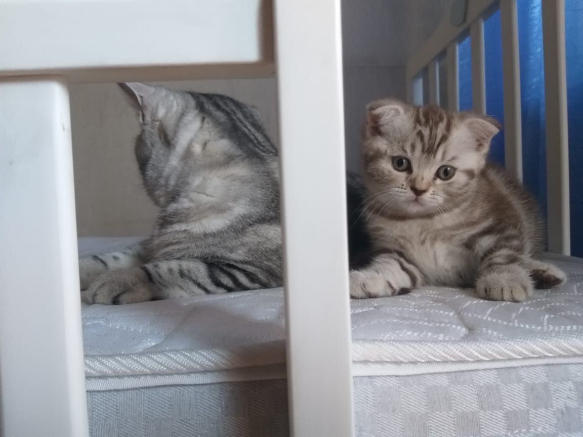 Британские котята