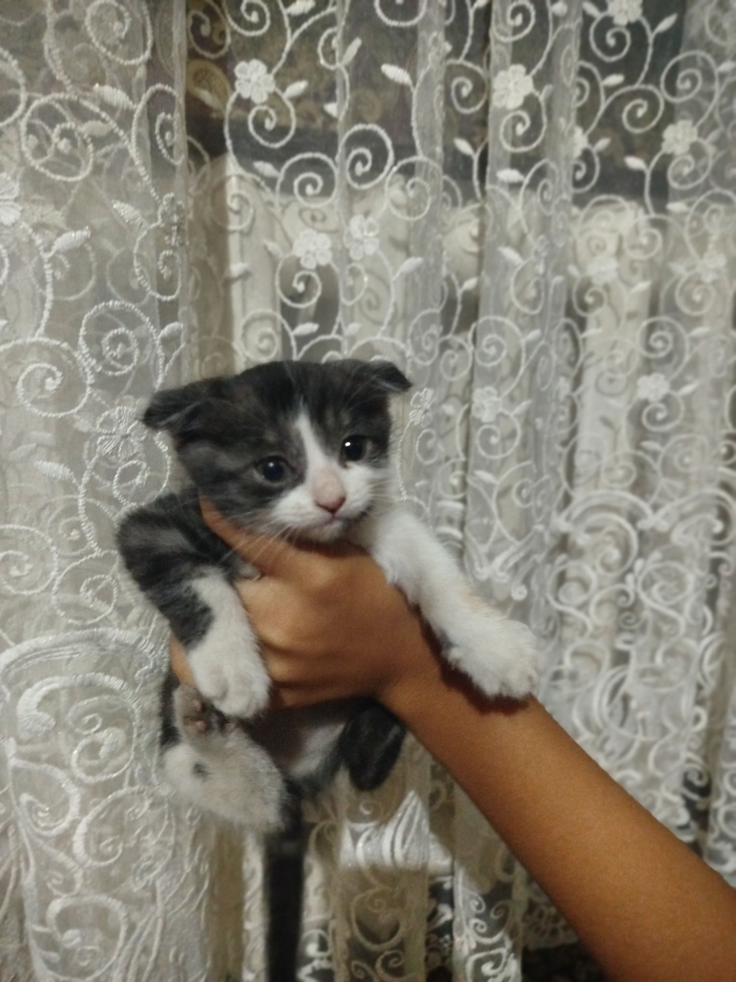 Mushuk bolalari sotiladi