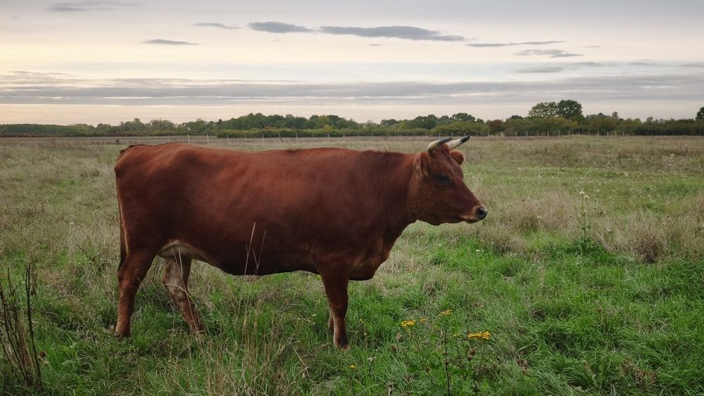 Ocazie ! Vand juninca gestanta Jersey