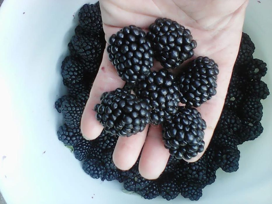 Fructe de padure congelate: zmeură, afine,cătină,coacaze,mure,capsune