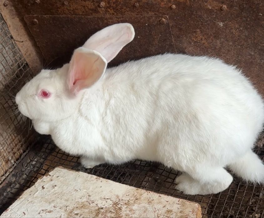 Продаётся крольчиха великан