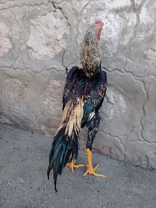 Корея Май ойни жужаси 3.5 кг