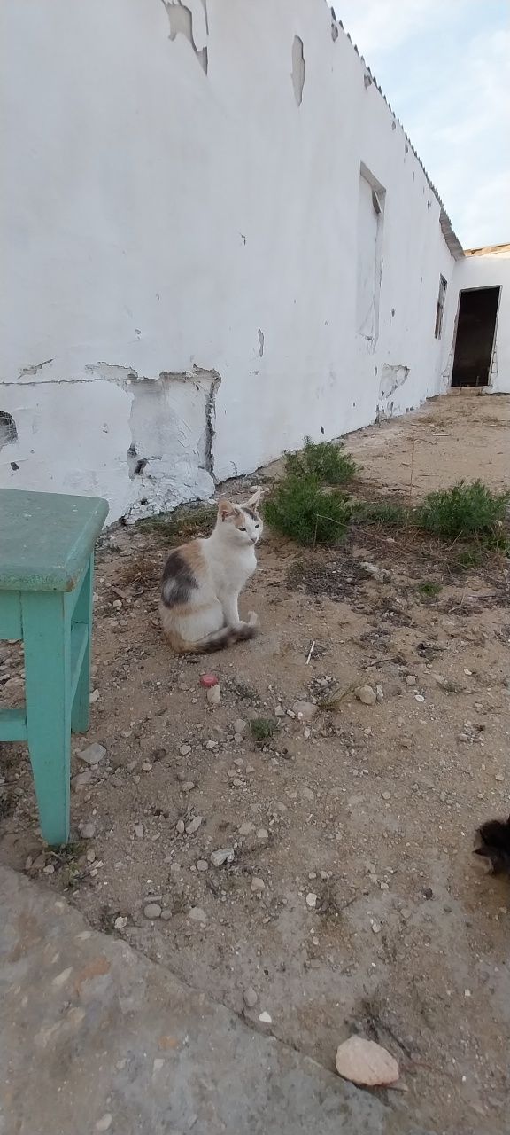 Мысык урғашы кот девушка