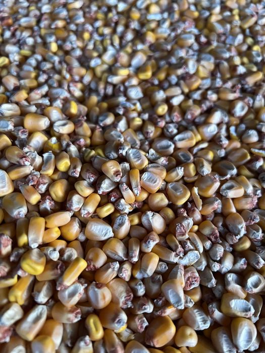 Vand porumb boabe, 1.3 lei/ kg, asigur transport!!!