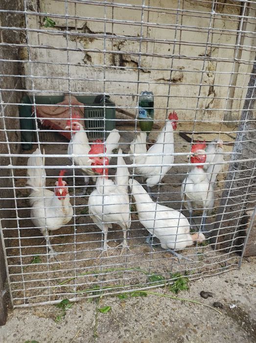 Vând cocosi talie mică (americani)