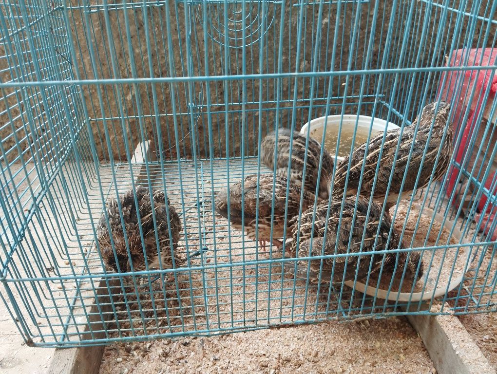 Bedana sotiladi oladiganlar aloqaga chiqing iltimos