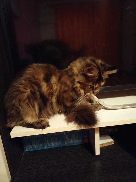 Fetita Maine Coon XXL